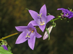 Bellflower Pāho