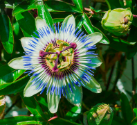 Passionflower Хэвлэл Мэдээлэл