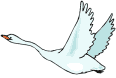Swan Imej Animasi Gif