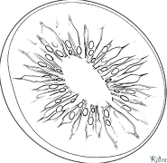 Киви Раскраски Для Печати
