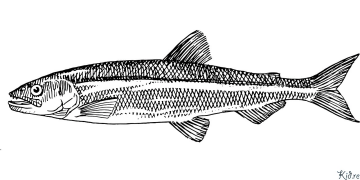 Trout Mapeji Anodhindwa Emavara