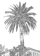 Palm Utskrivbara Målarbok