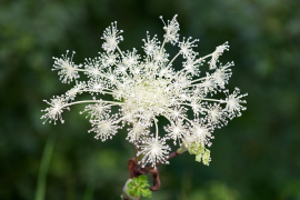 pubescens lys