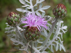 cineraria lys