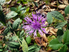 salicifolia lys