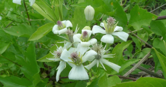 ligusticifolia lys