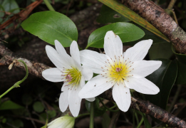 paniculata lys