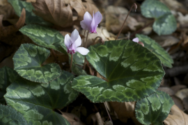 africanum lys