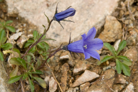 lasiocarpa lys