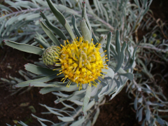 tomentosum lys