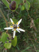 bogotensis lys