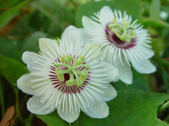 foetida lys