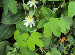 subpeltata lys