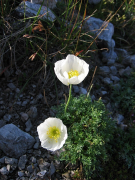 alpinum lys