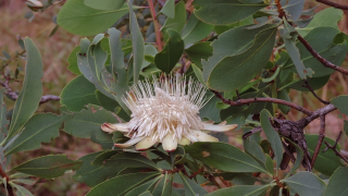 angolensis lys