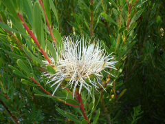 lanceolata lys