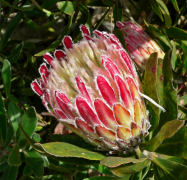 obtusifolia lys