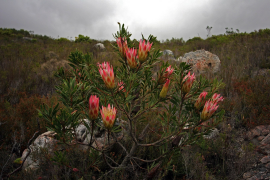 repens lys