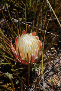 scorzonerifolia lys