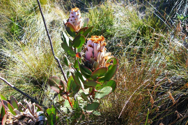 speciosa lys