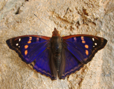 agathina lys