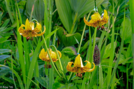 columbianum قائمة