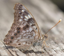 celtis siyahı