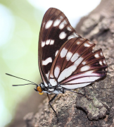 persimilis siyahı