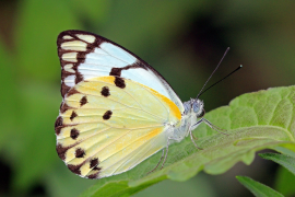 calypso siyahı