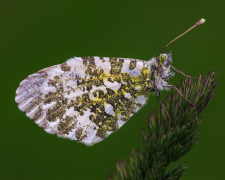 cardamines siyahı