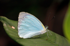 thalassina siyahı