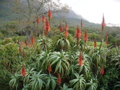 arborescens siyahı