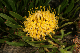 hypophyllocarpodendron siyahı