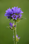 cervicaria siyahı