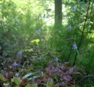 divaricata siyahı