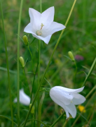 rotundifolia siyahı