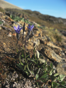 uniflora siyahı