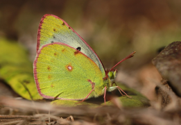 nilagiriensis списък