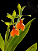 pseudepidendrum списък