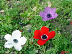 coronaria списък