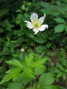 virginiana তালিকা