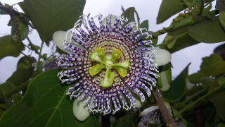 actinia তালিকা