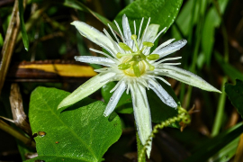 capsularis তালিকা