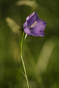 persicifolia তালিকা