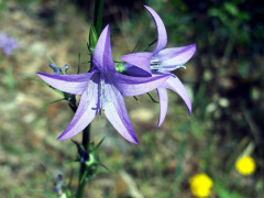 rapunculus তালিকা