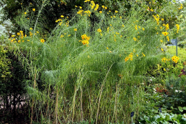 salicifolius listu