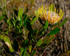 utriculosum listu