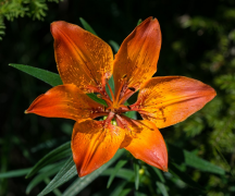 bulbiferum listu