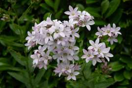 lactiflora listu