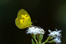 nilgiriensis listu